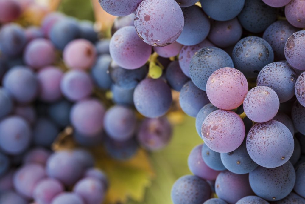pinot noir raisin 1024x683